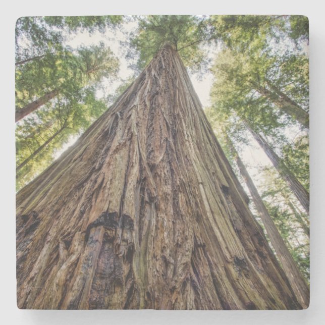 Roosevelt Steinuntersetzer (Vorderseite)