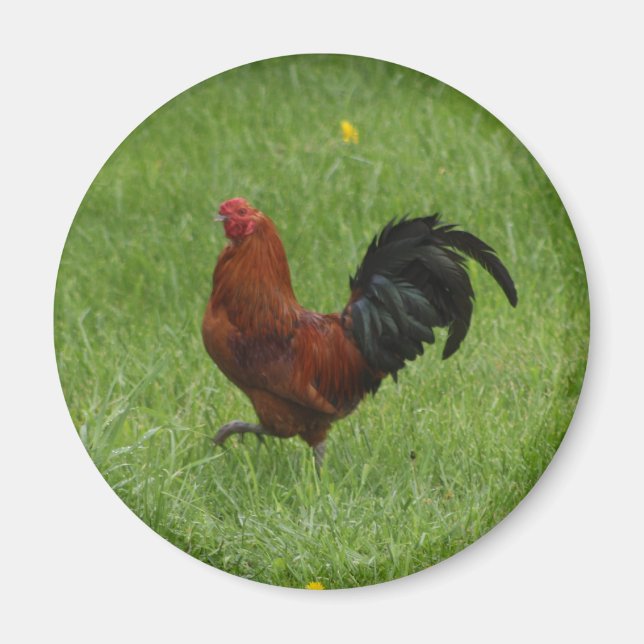 Rooster 1 - Magnet (Vorne)
