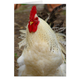 Rooster an einem windigen Tag