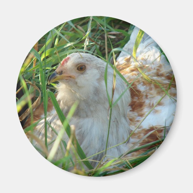 Rooster auf der Hay Meadow Magnet (Vorne)
