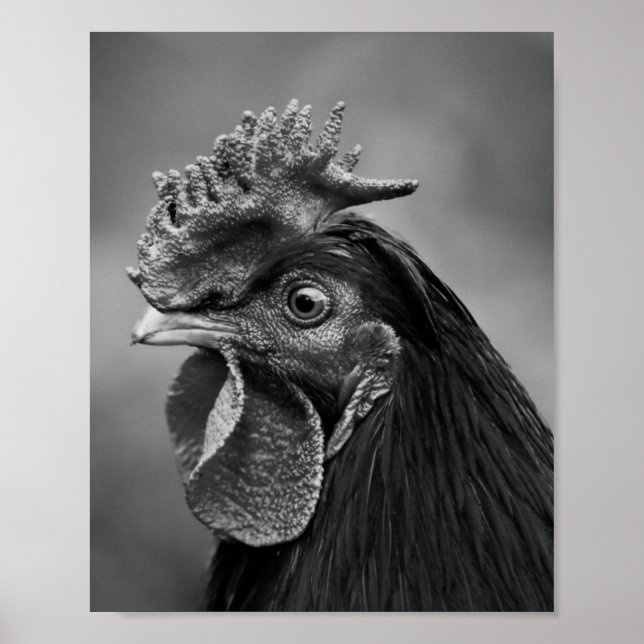 Rooster Black and White Poster (Vorne)