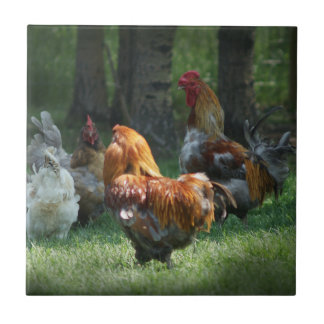 Rooster Chicken Art Roosters Hühner Vogelfarm Fliese
