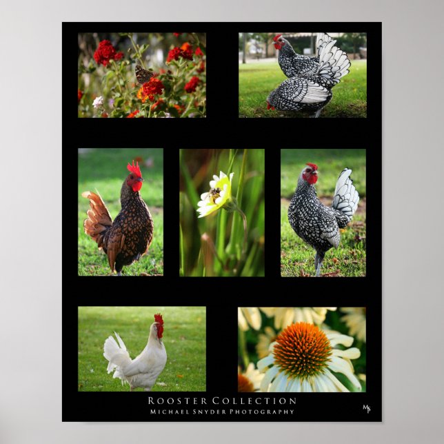 "Rooster Collection" Poster (Vorne)