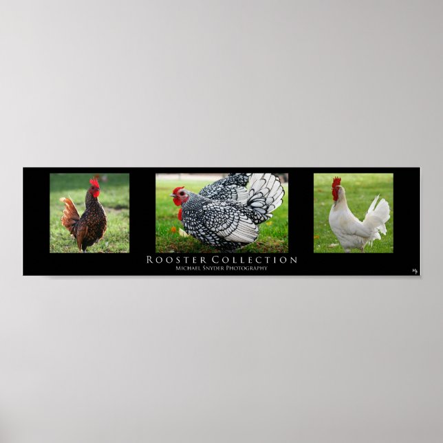 "Rooster Collection", schwarz Poster (Vorne)