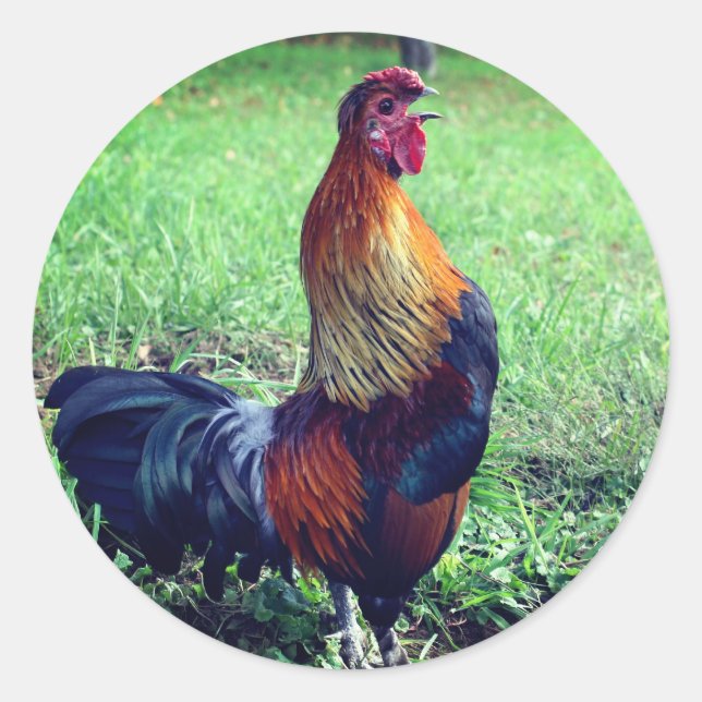 Rooster Crowing Animal Runder Aufkleber (Vorderseite)