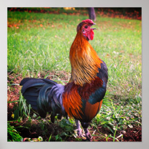 Rooster Crowing Farm Animal Poster
