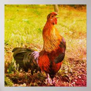 Rooster Crowing Farm Tier Abstrakt Poster