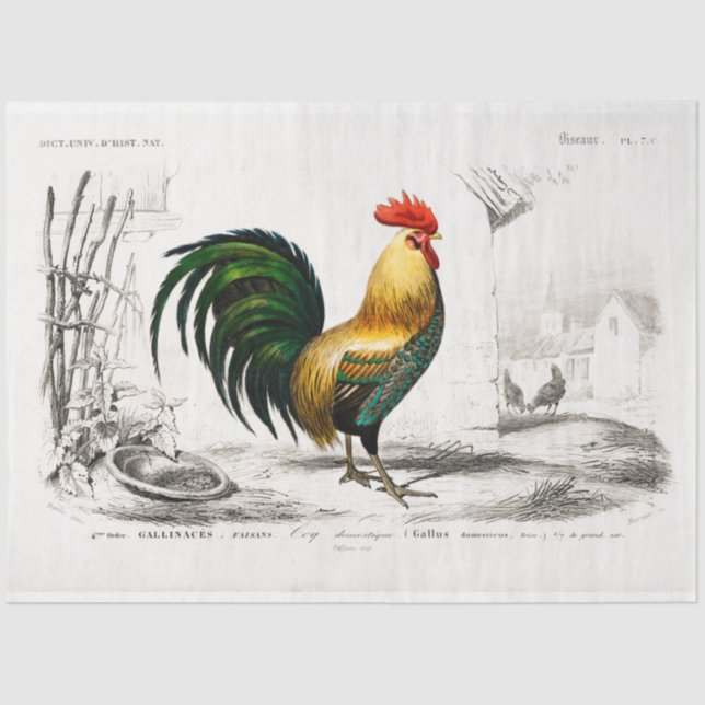 Rooster Ephemera Decoupage Vintag Farm Chicken Seidenpapier (Vorderseite)