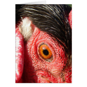 Rooster Eye