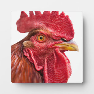 Rooster Face Fotoplatte