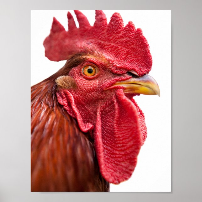 Rooster Face Poster (Vorne)