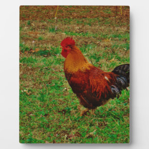 Rooster Facing Verlassen Fotoplatte