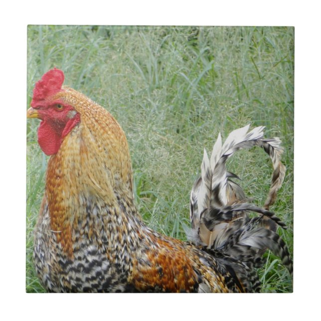 Rooster Fliese (Vorderseite)
