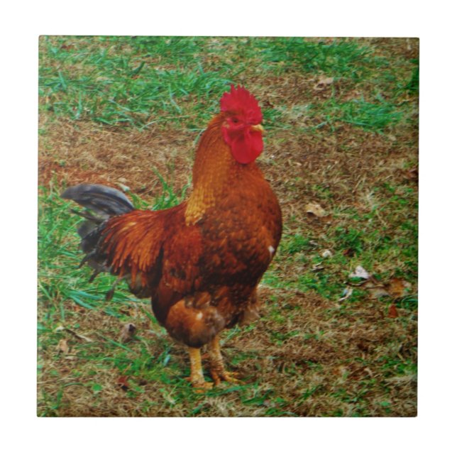 Rooster Fliese (Vorderseite)