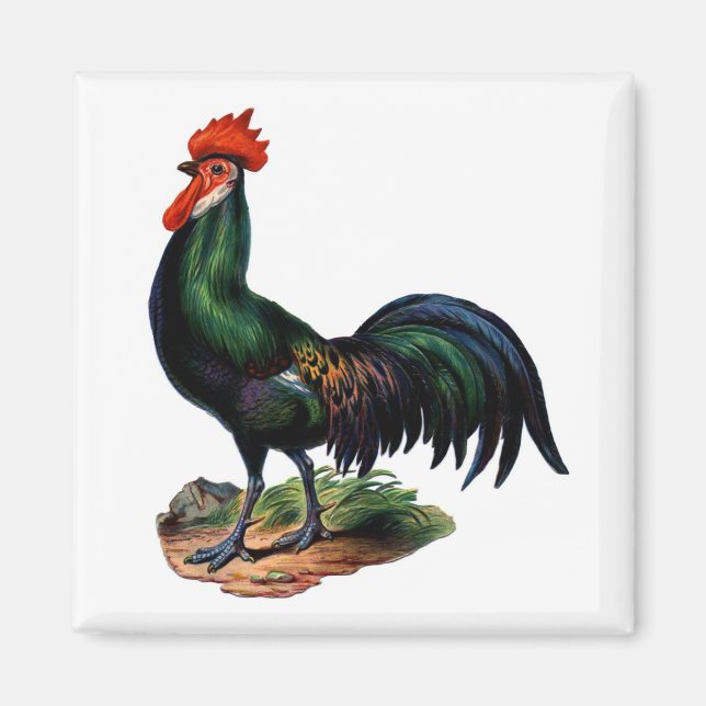 Rooster für antike grüne Feathers Magnet (Vorne)