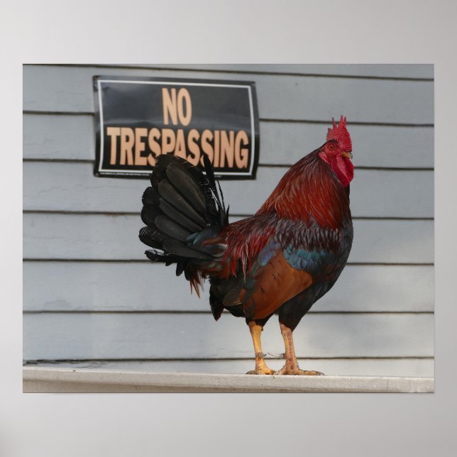 Rooster Guarding a Key West Portsch Poster (Vorne)