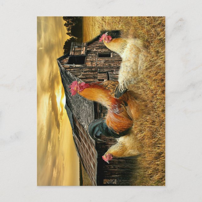 Rooster Hens Rustic Barcoop Postkarte (Vorderseite)