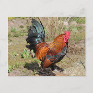 Rooster/Hühner auf einer Farm Postkarte