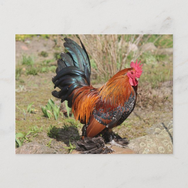 Rooster/Hühner auf einer Farm Postkarte (Vorderseite)