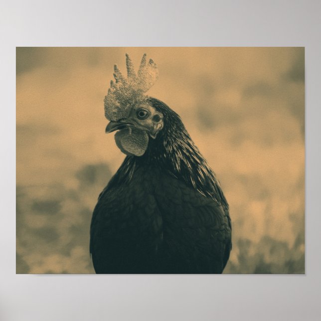 Rooster in Sepia Poster (Vorne)