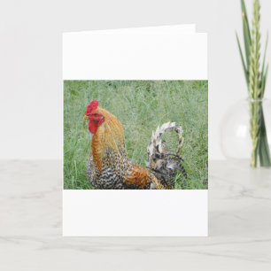 Rooster Karte