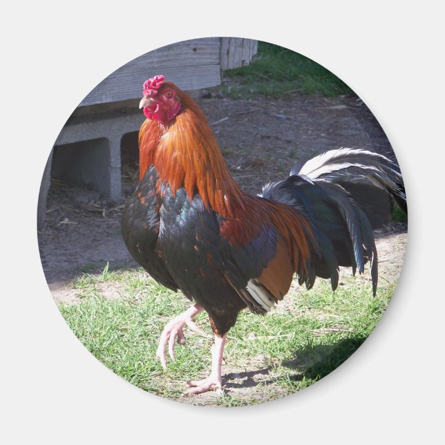 Rooster Magnet (Vorne)
