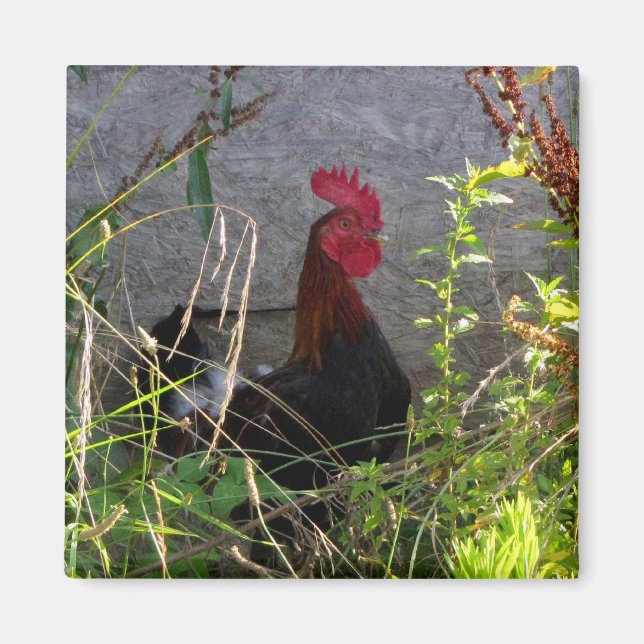 Rooster Magnet (Vorne)