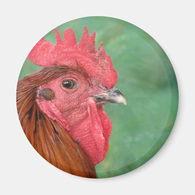 Rooster Magnet (Vorne)