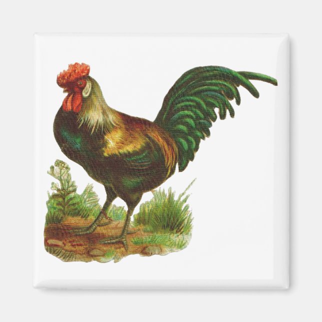 Rooster Magnet (Vorne)