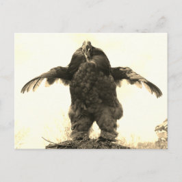 Rooster Man - Postkarte