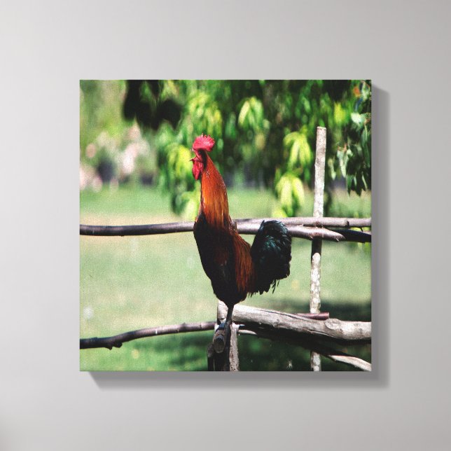 Rooster Morning Leinwanddruck (Vorderseite)