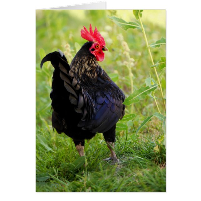 Rooster Portrait (Vorne)