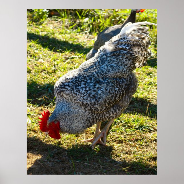 Rooster Poster (Vorne)