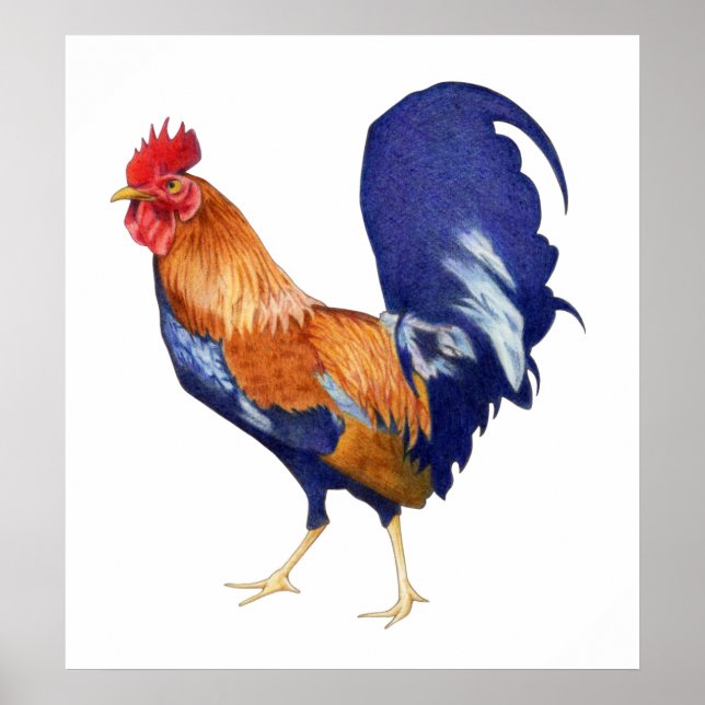 Rooster Poster (Vorne)