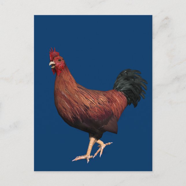 Rooster Postkarte (Vorderseite)