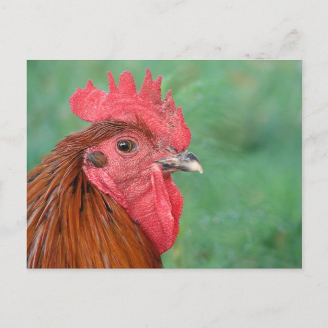 Rooster Postkarte (Vorderseite)