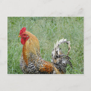 Rooster Postkarte