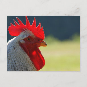 Rooster Postkarte