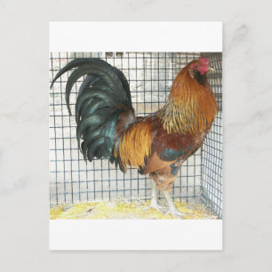Rooster Postkarte