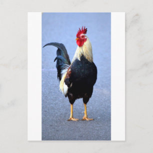 Rooster Postkarte