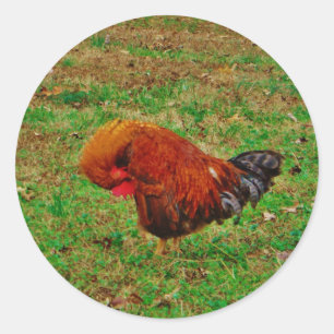 Rooster Preening Runder Aufkleber