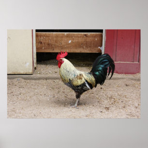 Rooster Print Poster