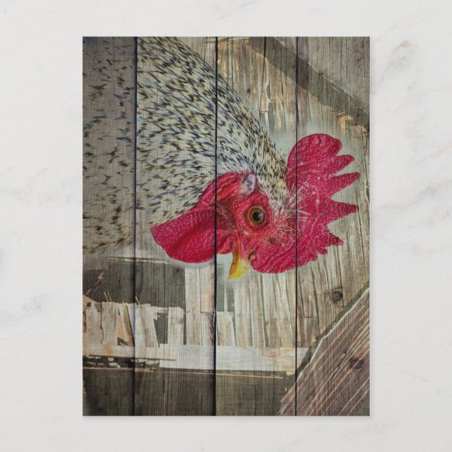 Rooster Rustic Chicken Coop Barboard Board Postkarte (Vorderseite)
