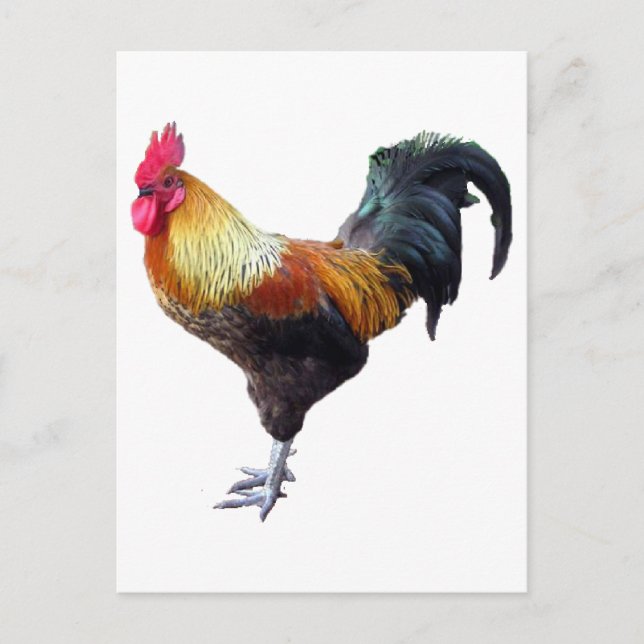 Rooster Schlicht Postkarte (Vorderseite)