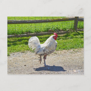 Rooster überquert den Weg auf einem Bauernhof von  Postkarte