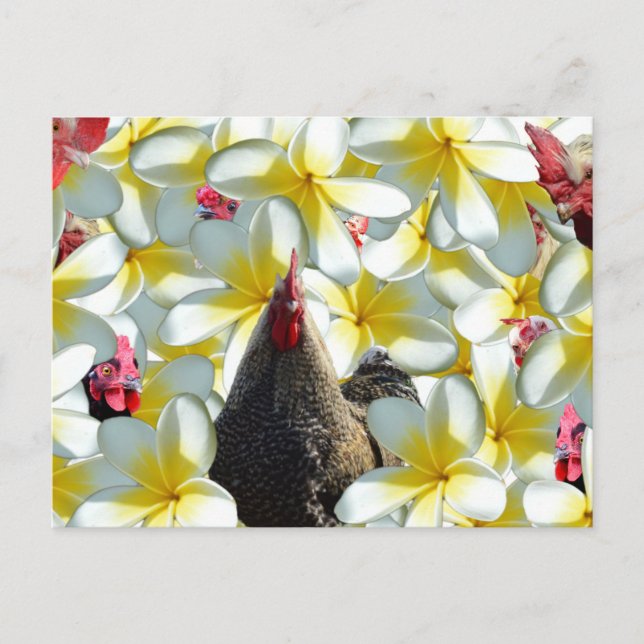 Rooster und Frangipanis, Postkarte (Vorderseite)