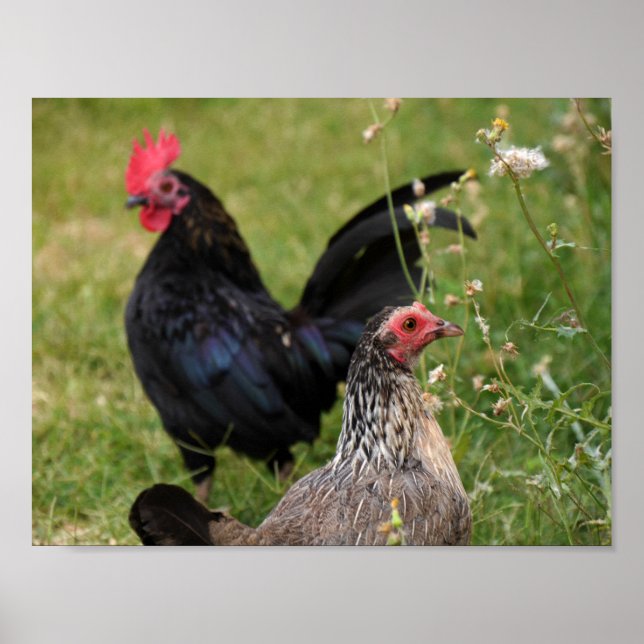 Rooster und Hen Poster (Vorne)