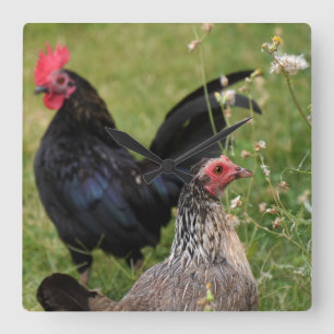 Rooster und Hen Quadratische Wanduhr