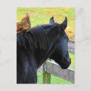 Rooster und Mare Postkarte