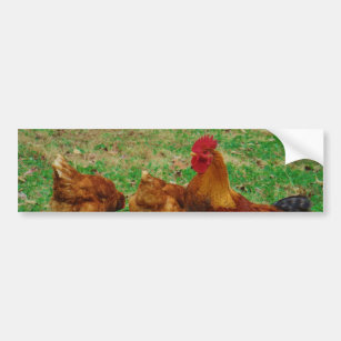 Rooster und seine Hühner Autoaufkleber